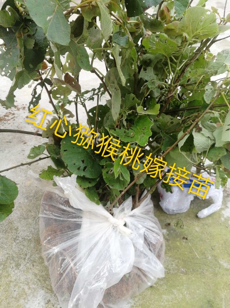 蒲江红心猕猴桃嫁接苗苗高25-45厘米地径0.7起
