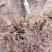 蒲江红心猕猴桃嫁接苗苗高25-45厘米地径0.7起