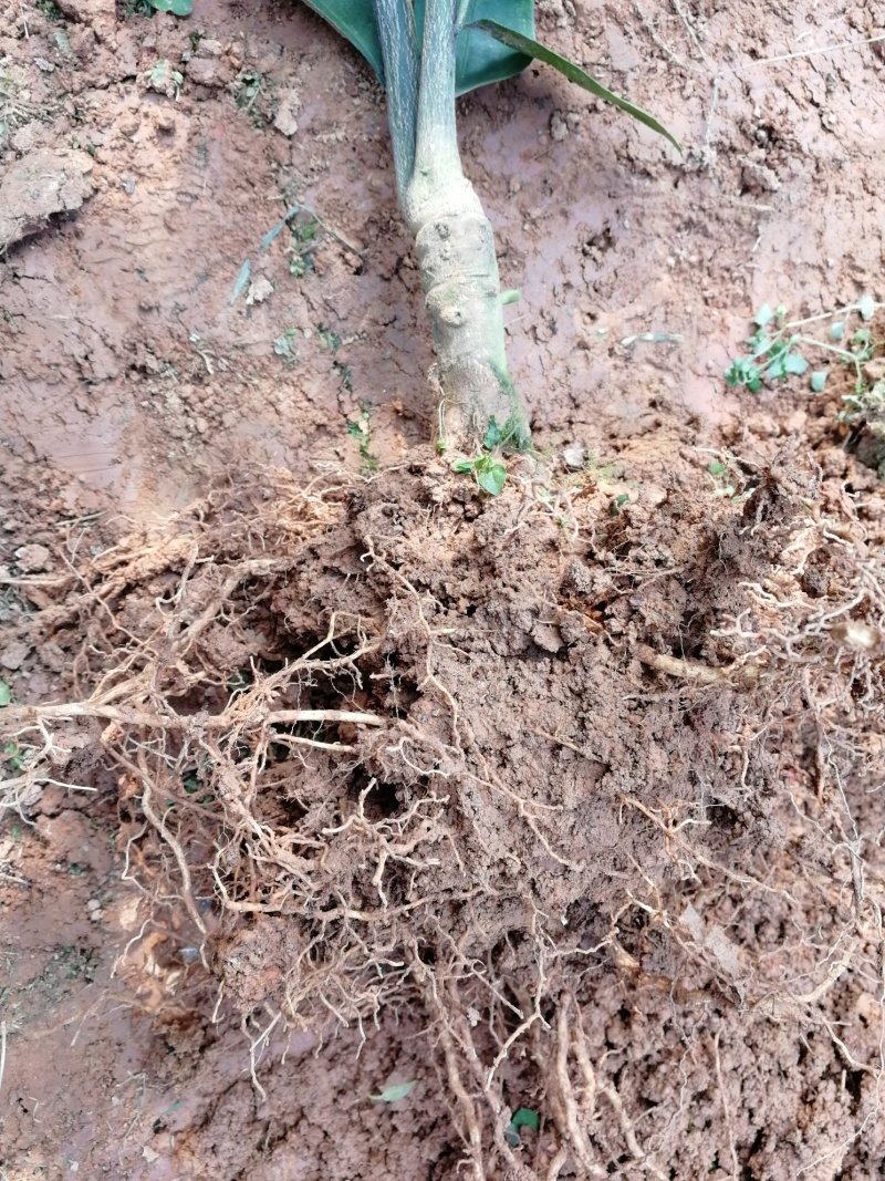 蒲江红心猕猴桃嫁接苗苗高25-45厘米地径0.7起