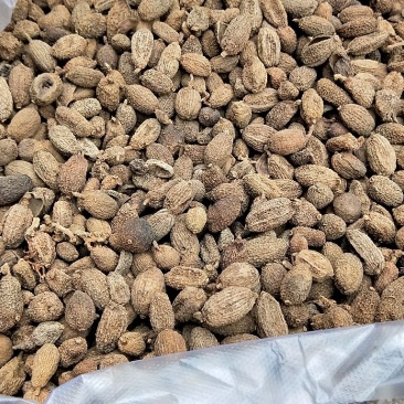 毛砂仁