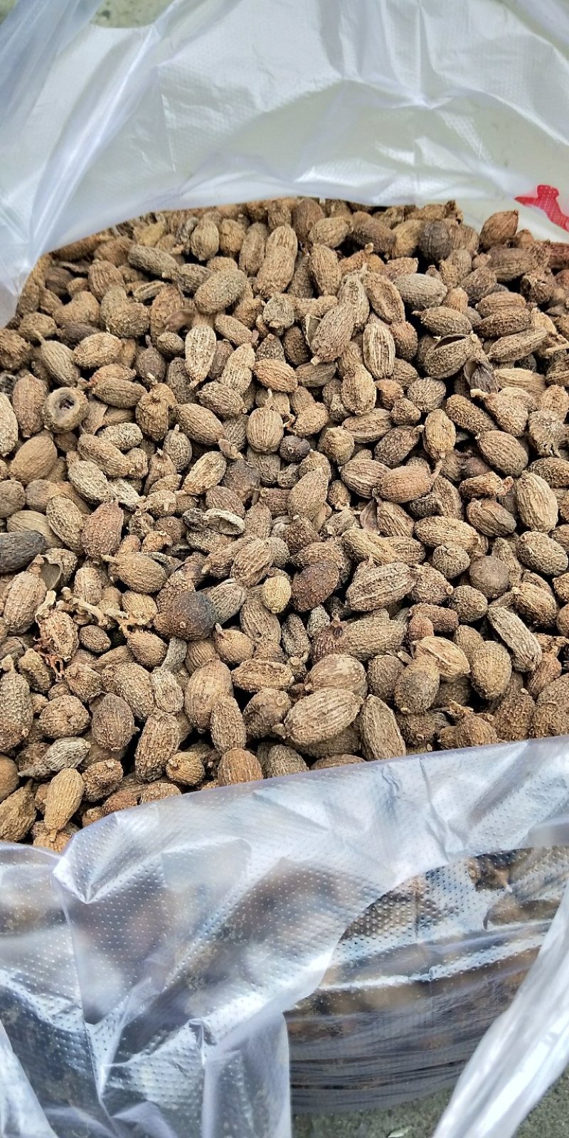 毛砂仁