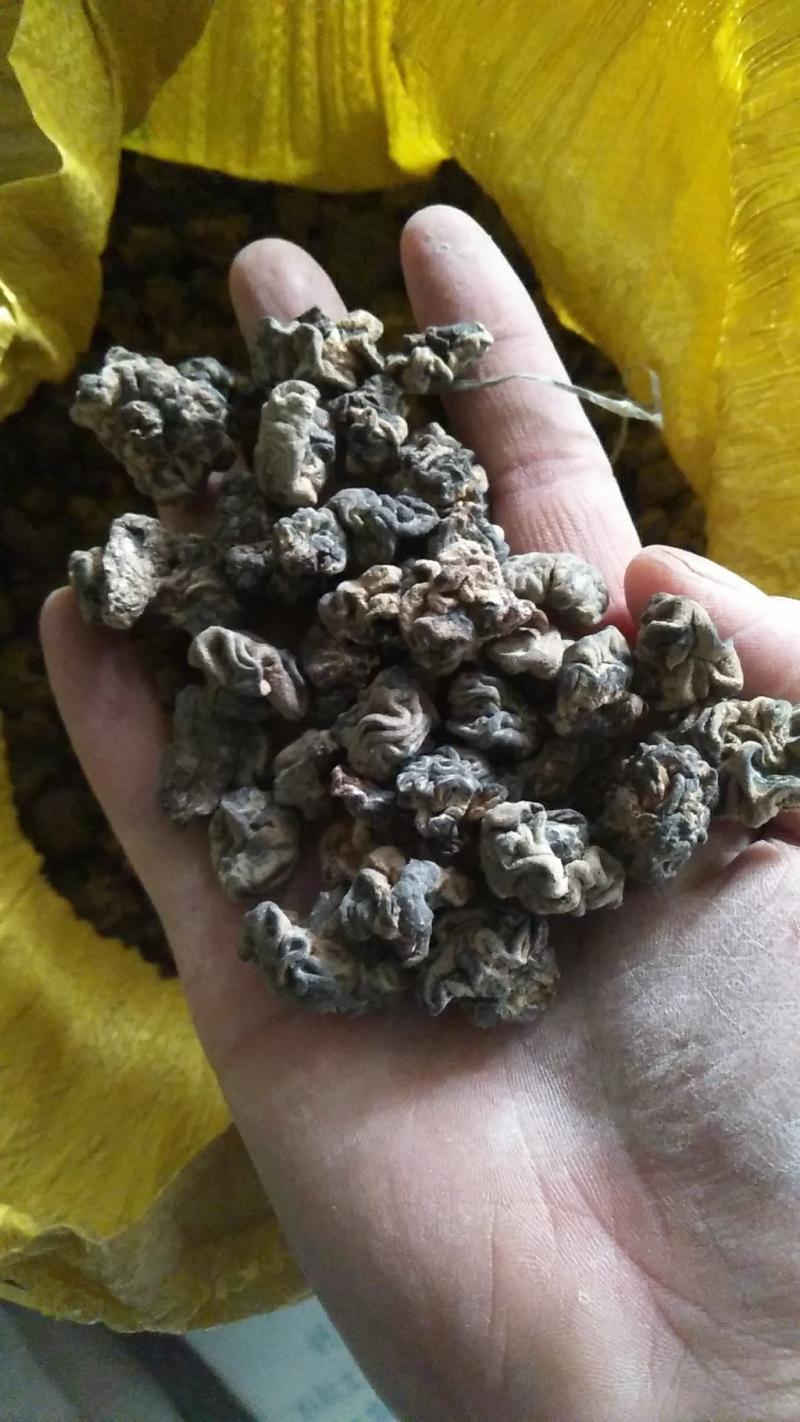 特色食材猴脑菌核桃菌海参菇干鲜货批发产地直销价格优惠