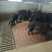 和平土黑猪腊肉香肠及礼盒