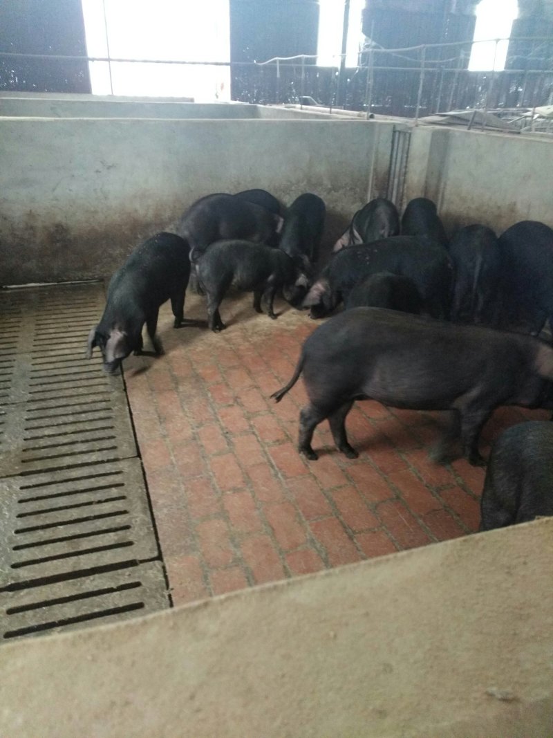 和平土黑猪腊肉香肠及礼盒