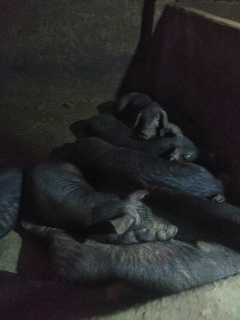 和平土黑猪腊肉香肠及礼盒