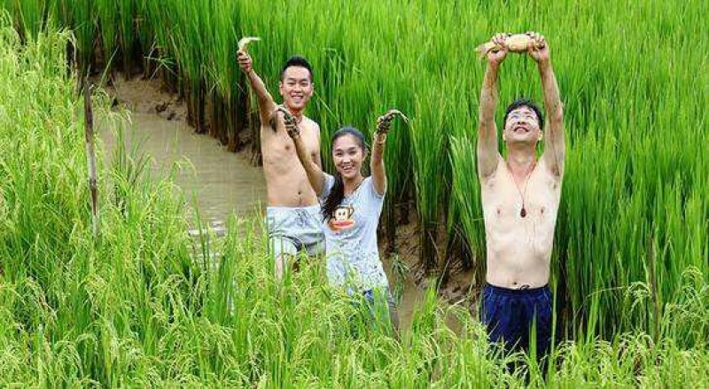 虾稻米