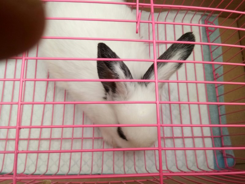 出售仔兔，成年兔子，肉兔。宠物兔