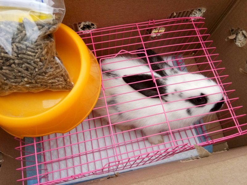 出售仔兔，成年兔子，肉兔。宠物兔