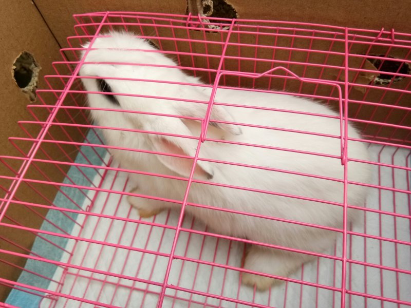 出售仔兔，成年兔子，肉兔。宠物兔