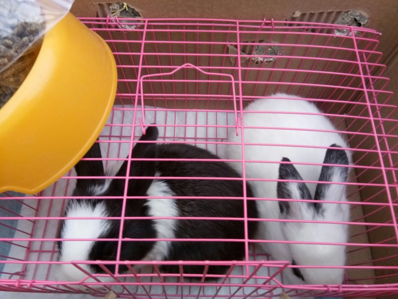 出售仔兔，成年兔子，肉兔。宠物兔