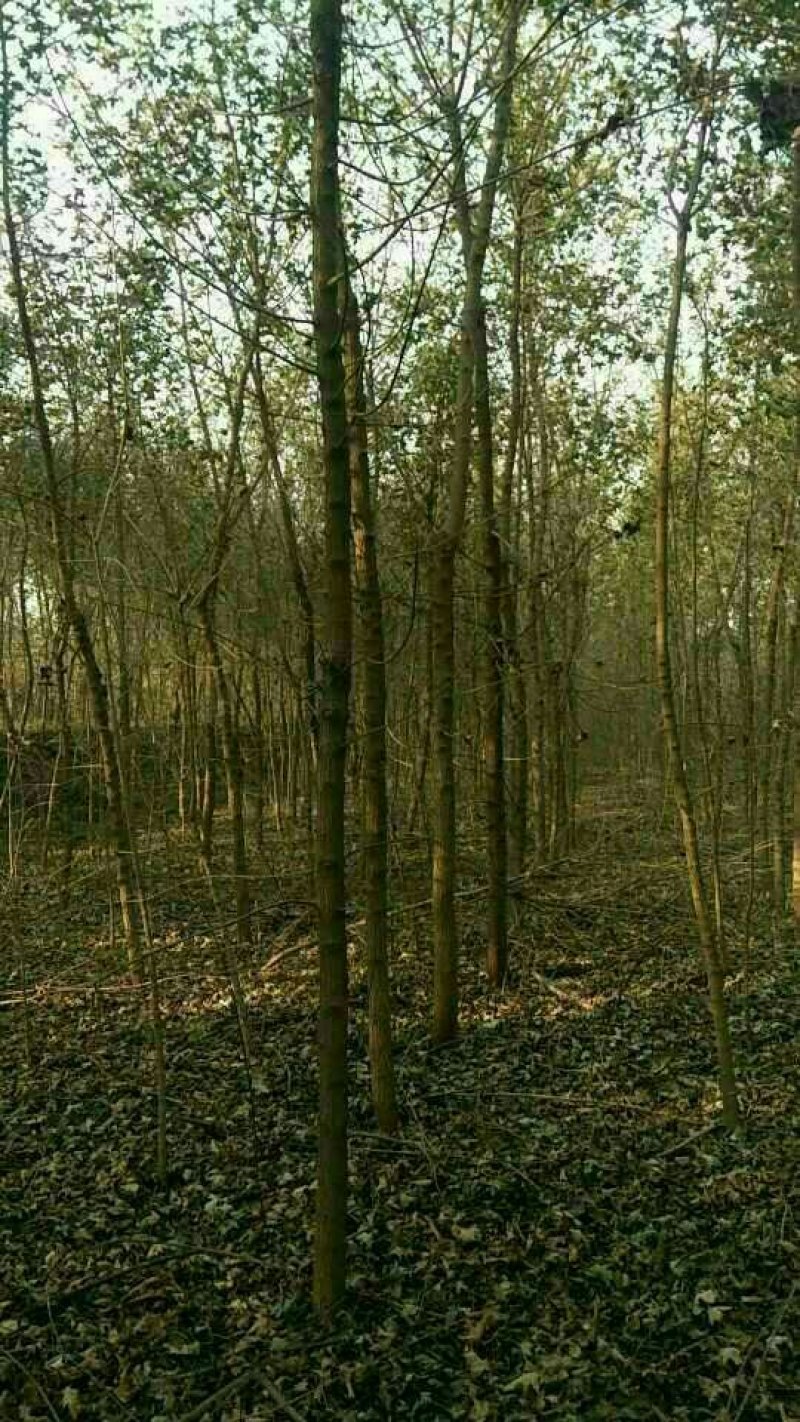 元宝枫
