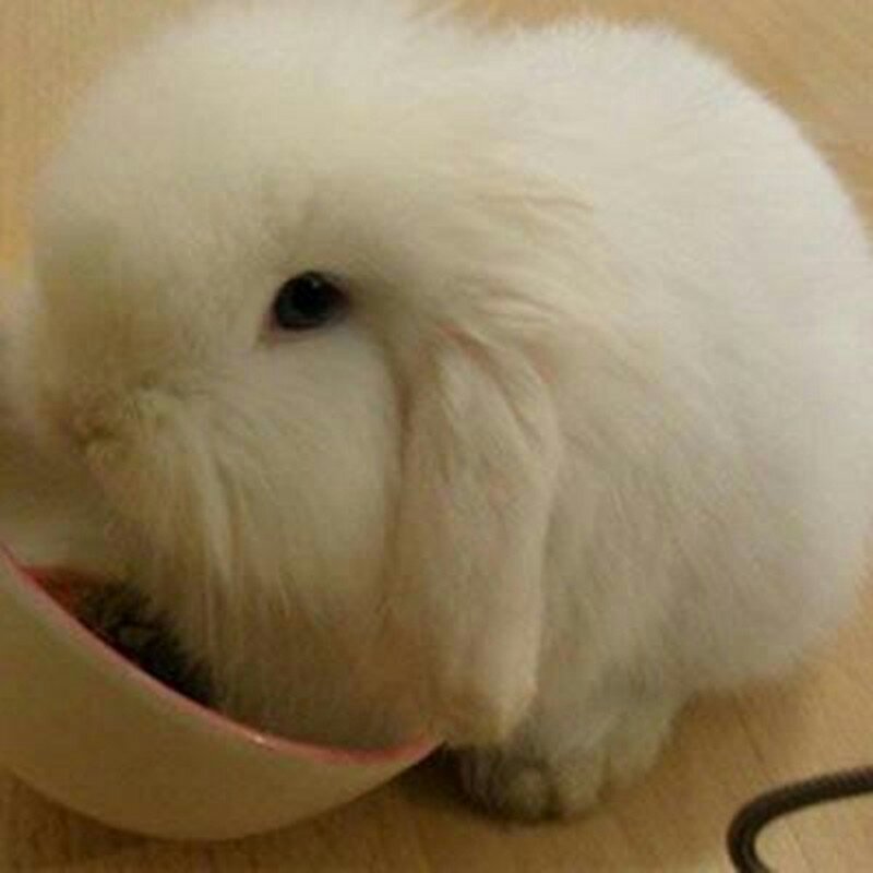 出售仔兔，成年兔子，肉兔。宠物兔