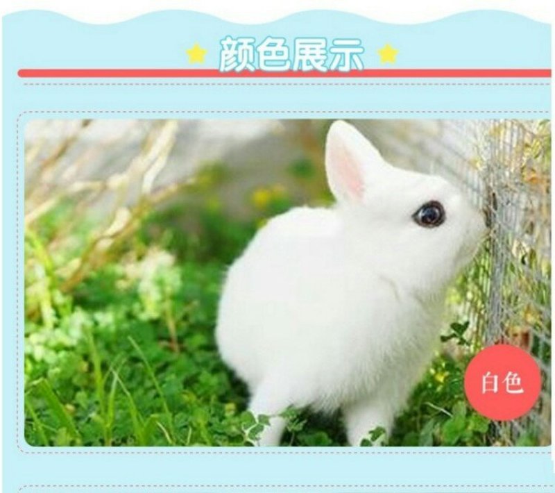 出售仔兔，成年兔子，肉兔。宠物兔