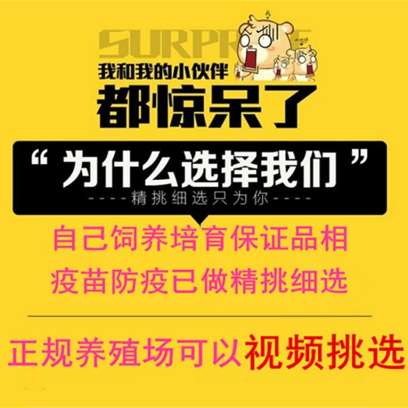 出售仔兔，成年兔子，肉兔。宠物兔