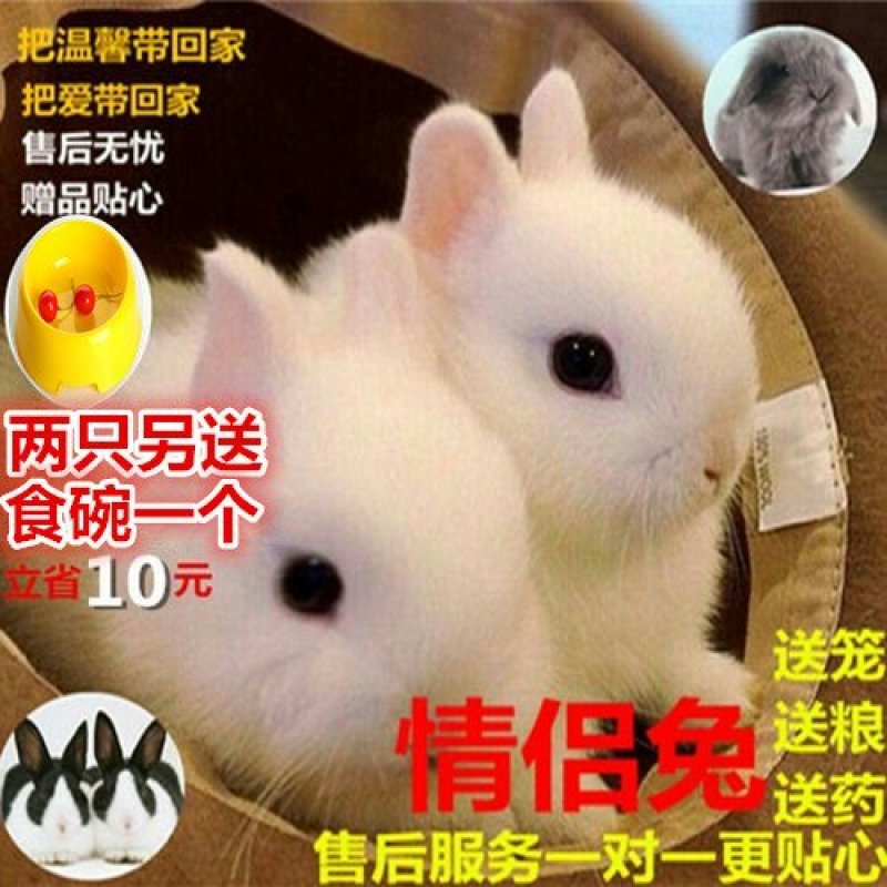 出售仔兔，成年兔子，肉兔。宠物兔