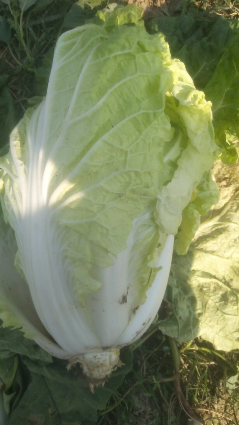 大白菜，净菜四至七斤，黄心，