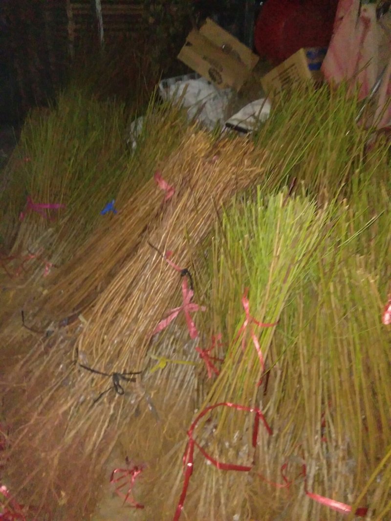 果树批发，有挑树苹果树山楂树杏树石榴树柿子树花木质量好假