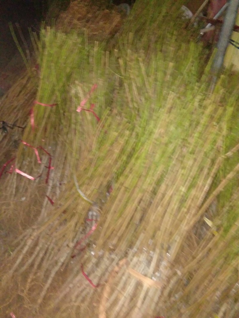 果树批发，有挑树苹果树山楂树杏树石榴树柿子树花木质量好假