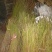 果树批发，有挑树苹果树山楂树杏树石榴树柿子树花木质量好假