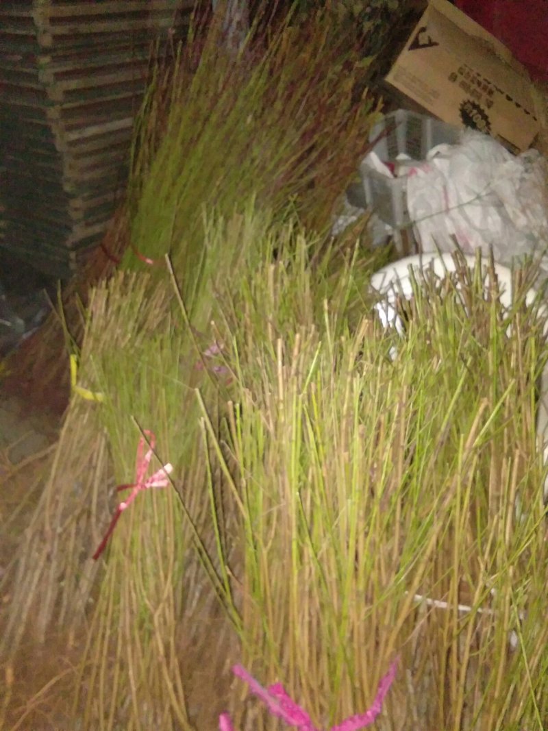 果树批发，有挑树苹果树山楂树杏树石榴树柿子树花木质量好假