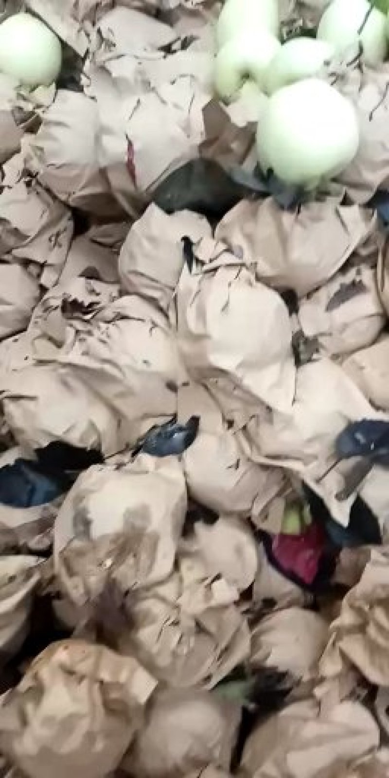 黄元帅平果大量出库，个大表光亮，脆甜可口，辽南特产。