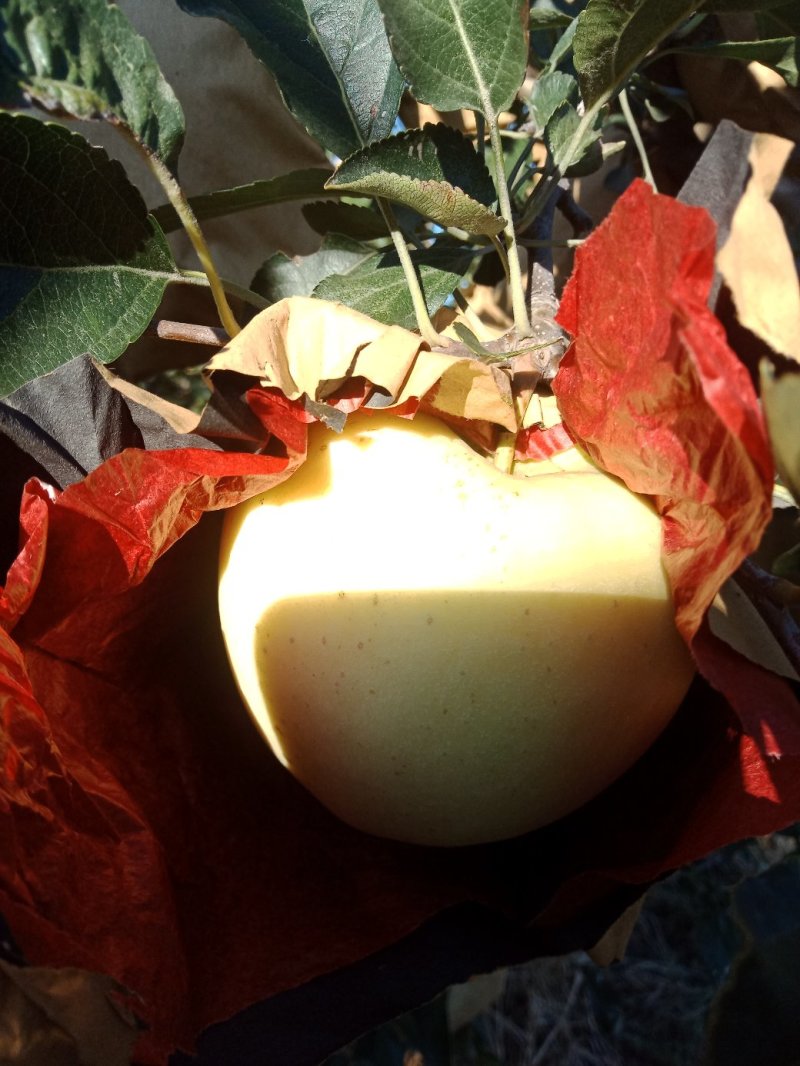 黄元帅平果大量出库，个大表光亮，脆甜可口，辽南特产。