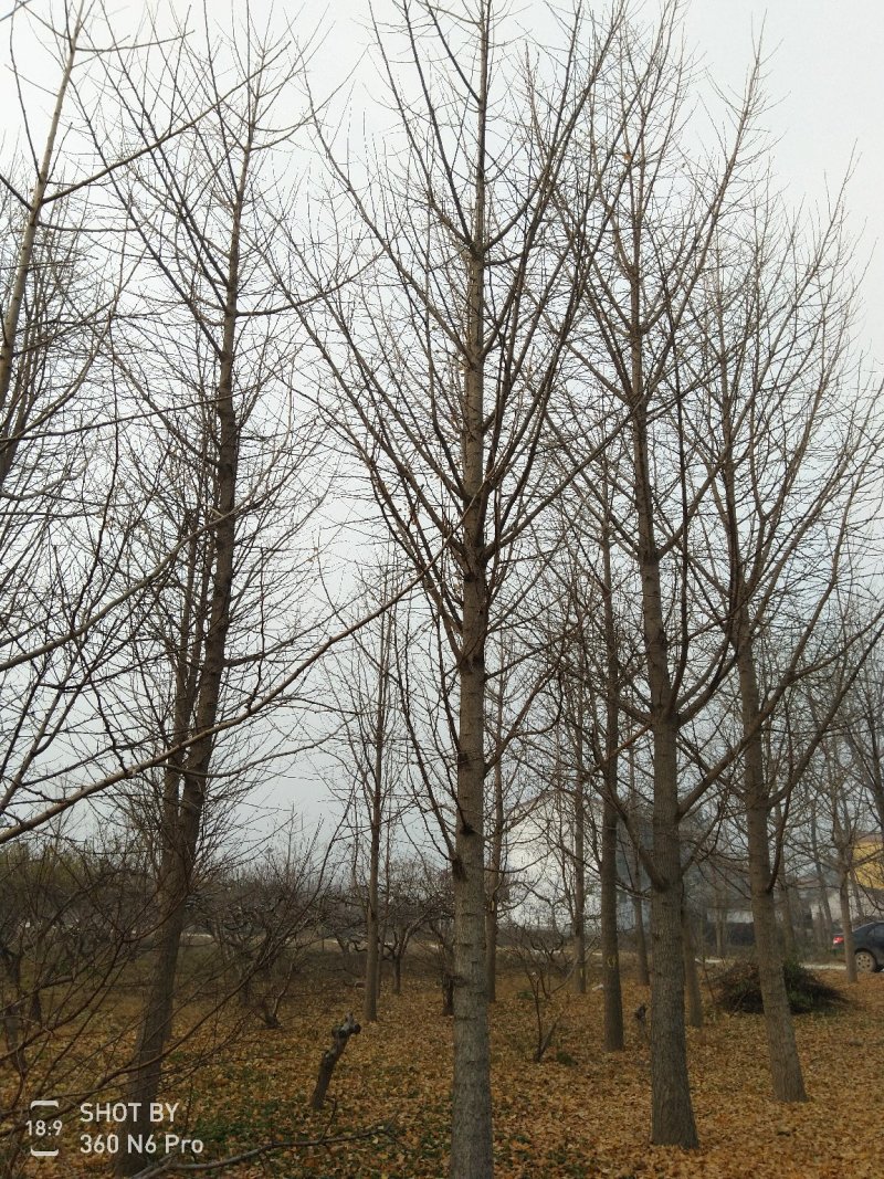 银杏树，白果树