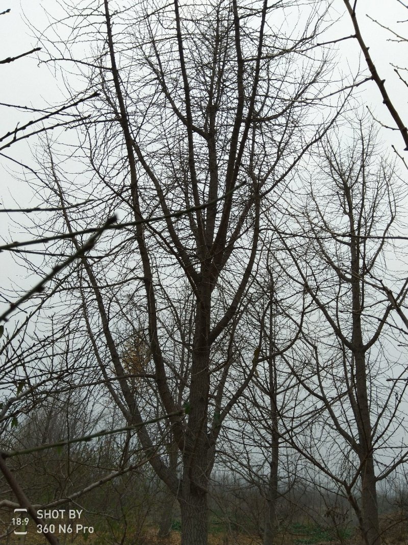 银杏树，白果树
