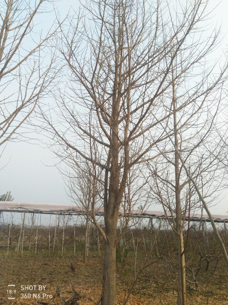银杏树，白果树