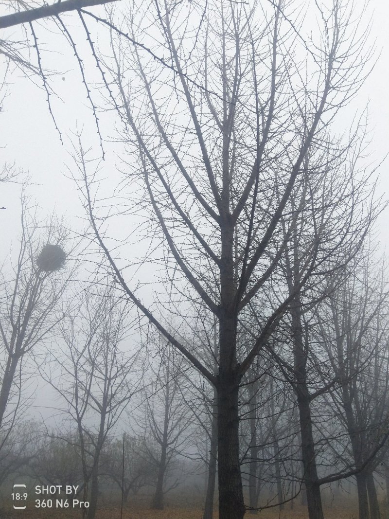 银杏树，白果树