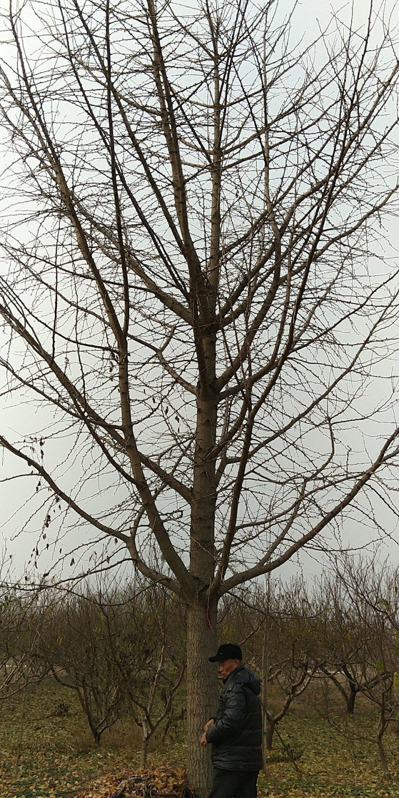 银杏树，白果树