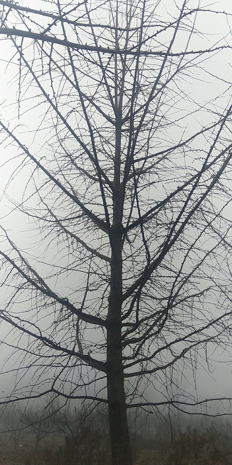 银杏树，白果树