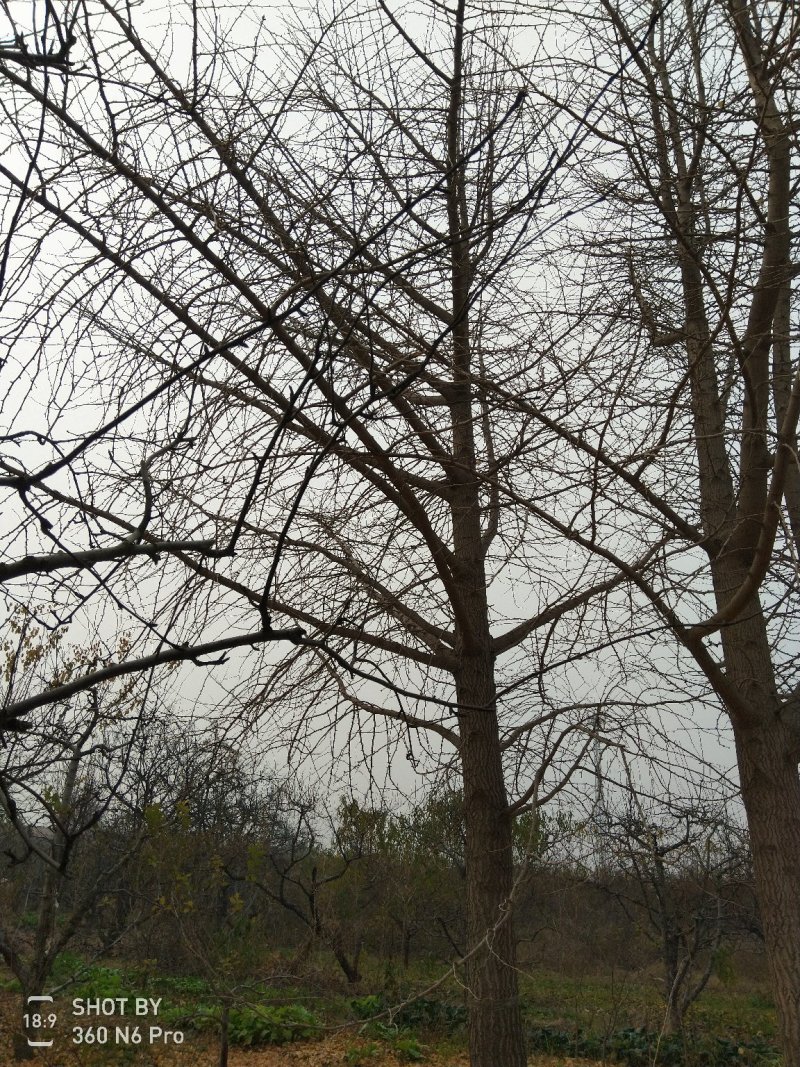 银杏树，白果树