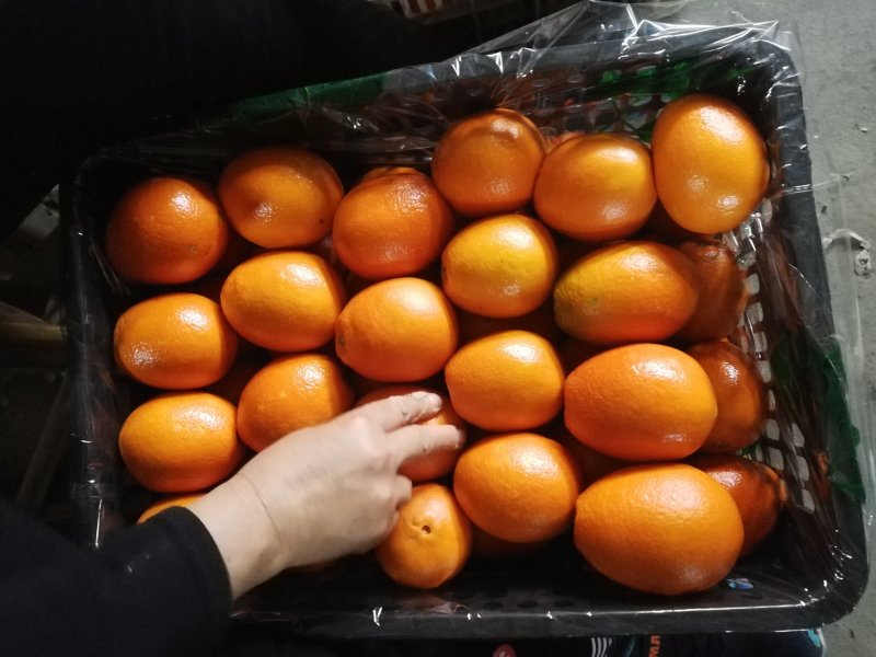 【秭归脐橙】品种齐全一手货源支持视频看货可代发全国