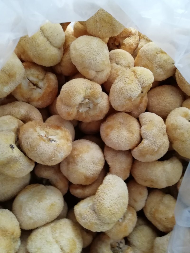 原产地厂家直销干猴头菇猴头菇干货货源充足包售后
