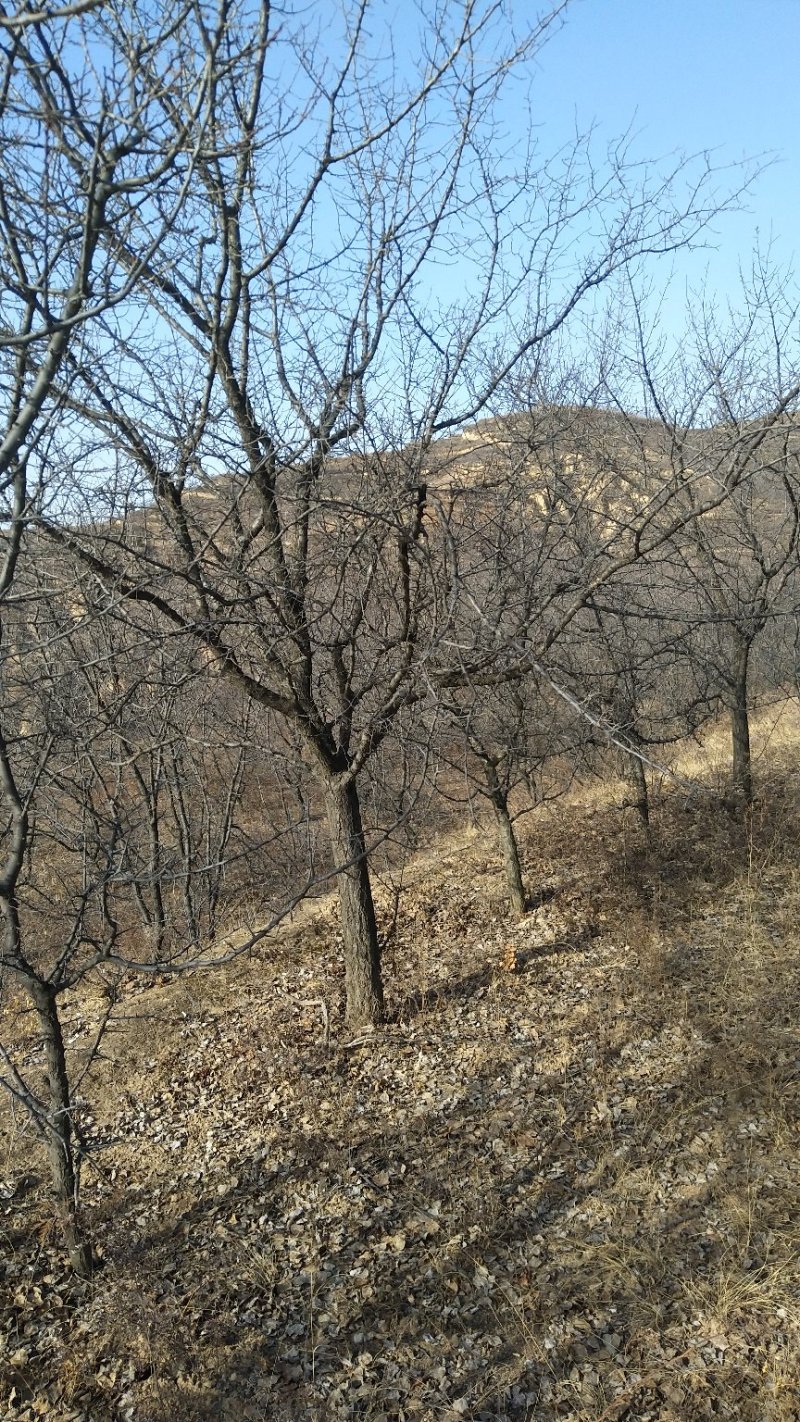 精品山杏树，山杏苗，3-15公分山杏树，占地杏树