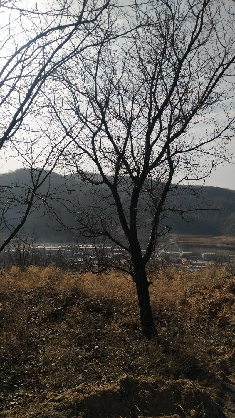 精品山杏树，山杏苗，3-15公分山杏树，占地杏树
