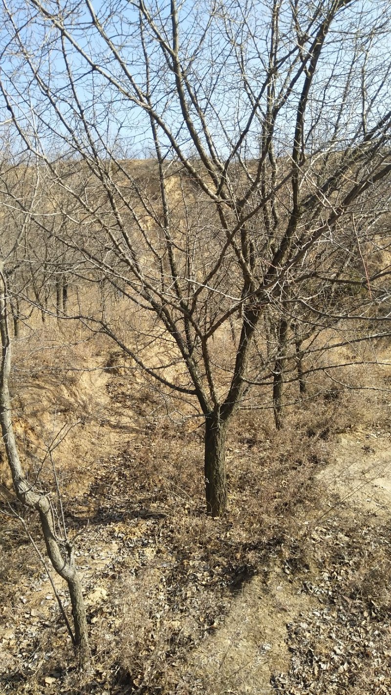 精品山杏树，山杏苗，3-15公分山杏树，占地杏树