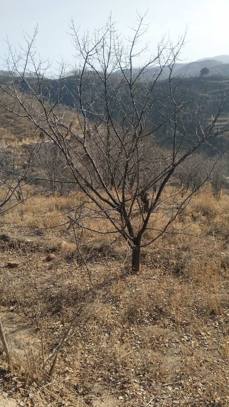 精品山杏树，山杏苗，3-15公分山杏树，占地杏树