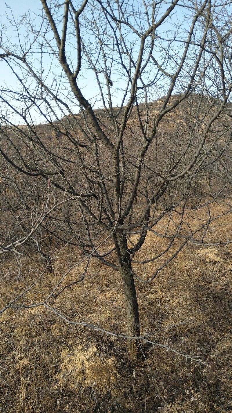 精品山杏树，山杏苗，3-15公分山杏树，占地杏树
