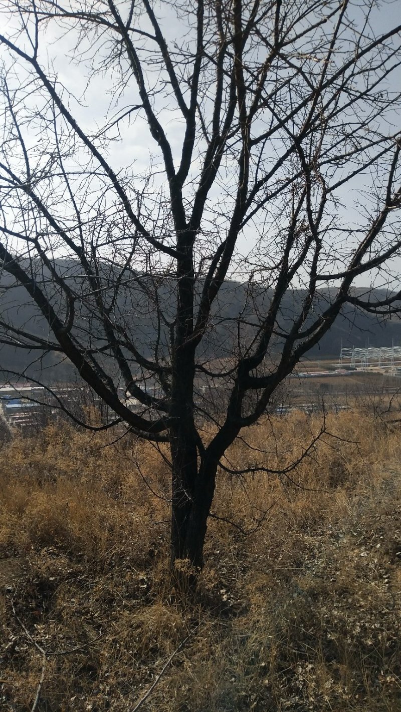 精品山杏树，山杏苗，3-15公分山杏树，占地杏树