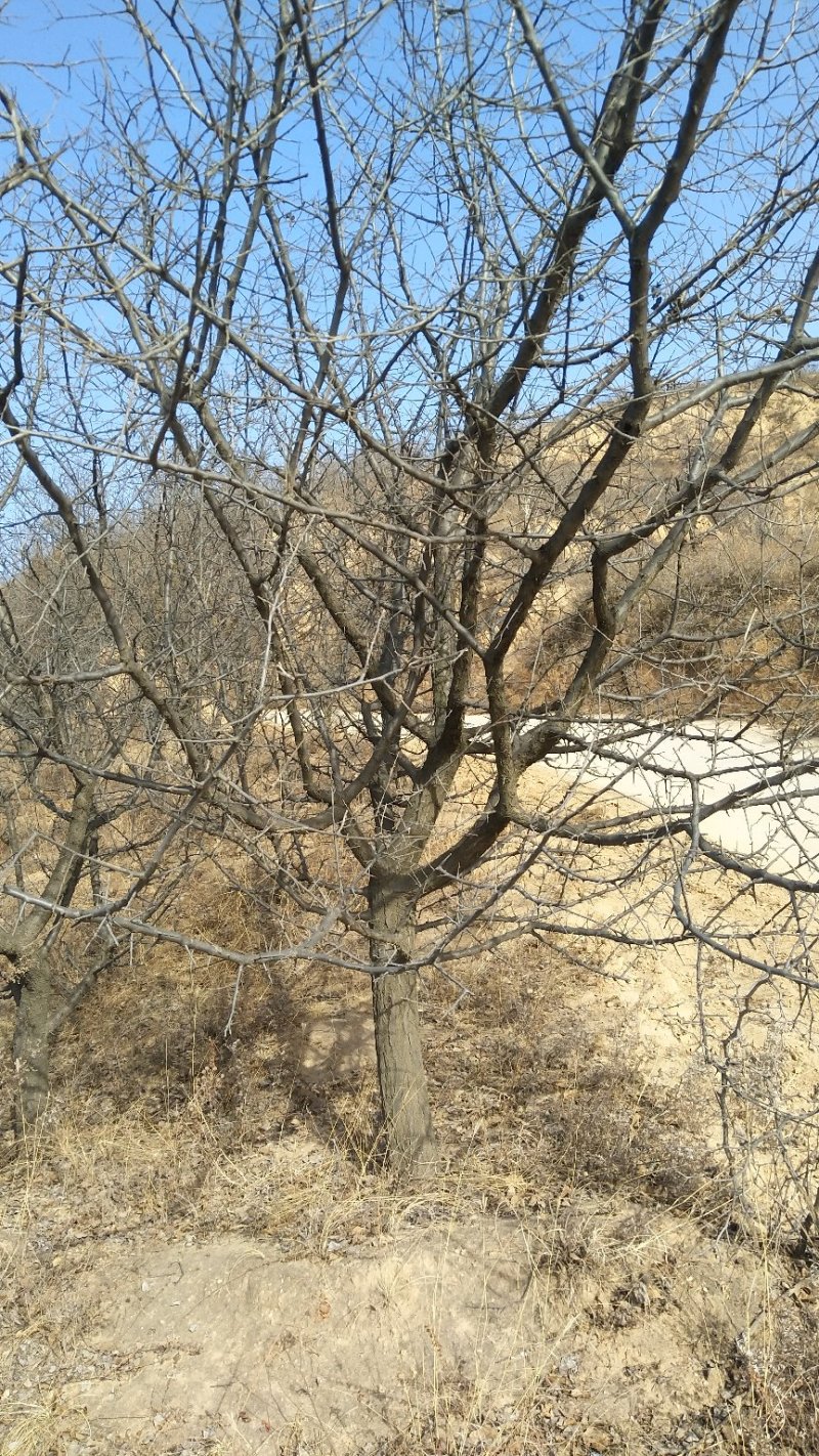 精品山杏树，山杏苗，3-15公分山杏树，占地杏树