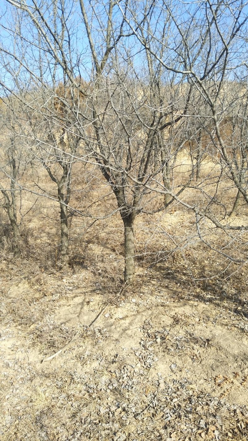 精品山杏树，山杏苗，3-15公分山杏树，占地杏树