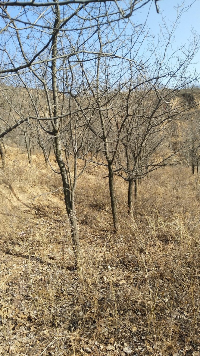 精品山杏树，山杏苗，3-15公分山杏树，占地杏树