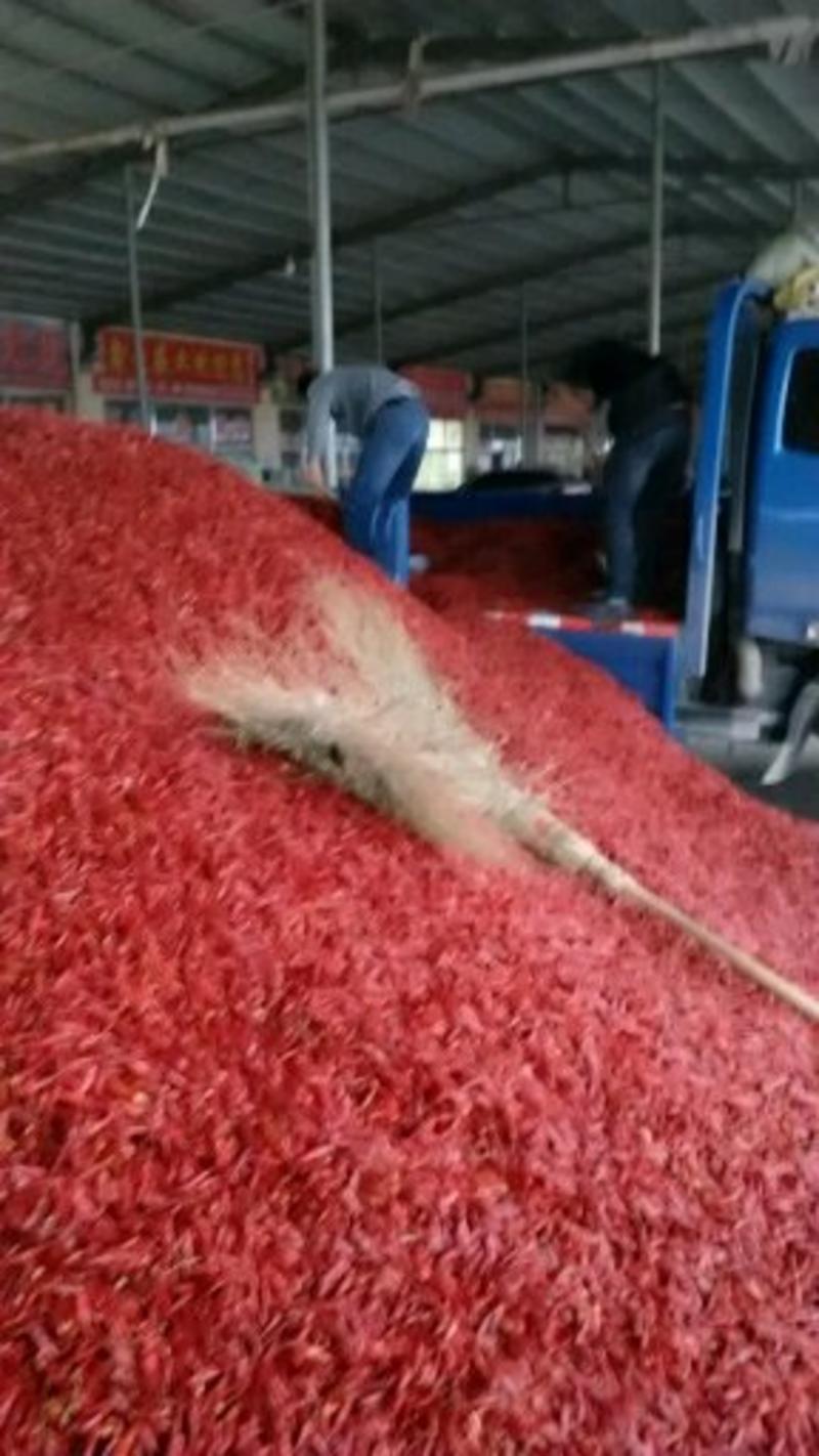 干辣椒，三樱八号干辣椒大量供应全国各地市场