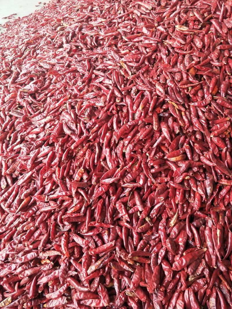 干辣椒，三樱八号干辣椒大量供应全国各地市场