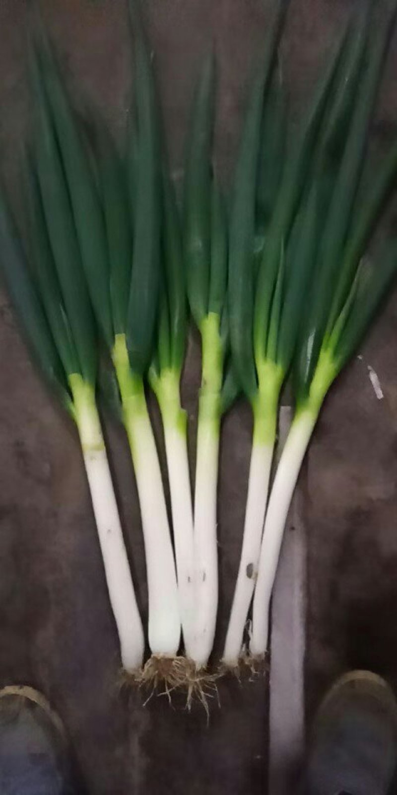 大葱【河南开封通许万亩基地直供高质量高标准】