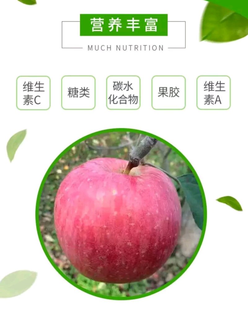 红富士！！！！！！！！！！预售