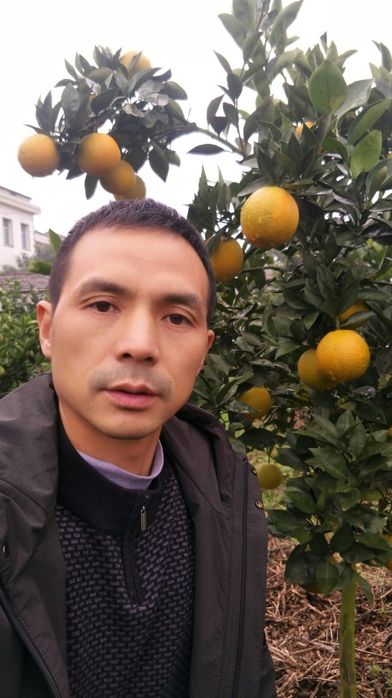 冰糖橙叶果、产地直供