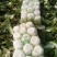 精品黄心大白菜3一6斤，面积大，货量多，质量好